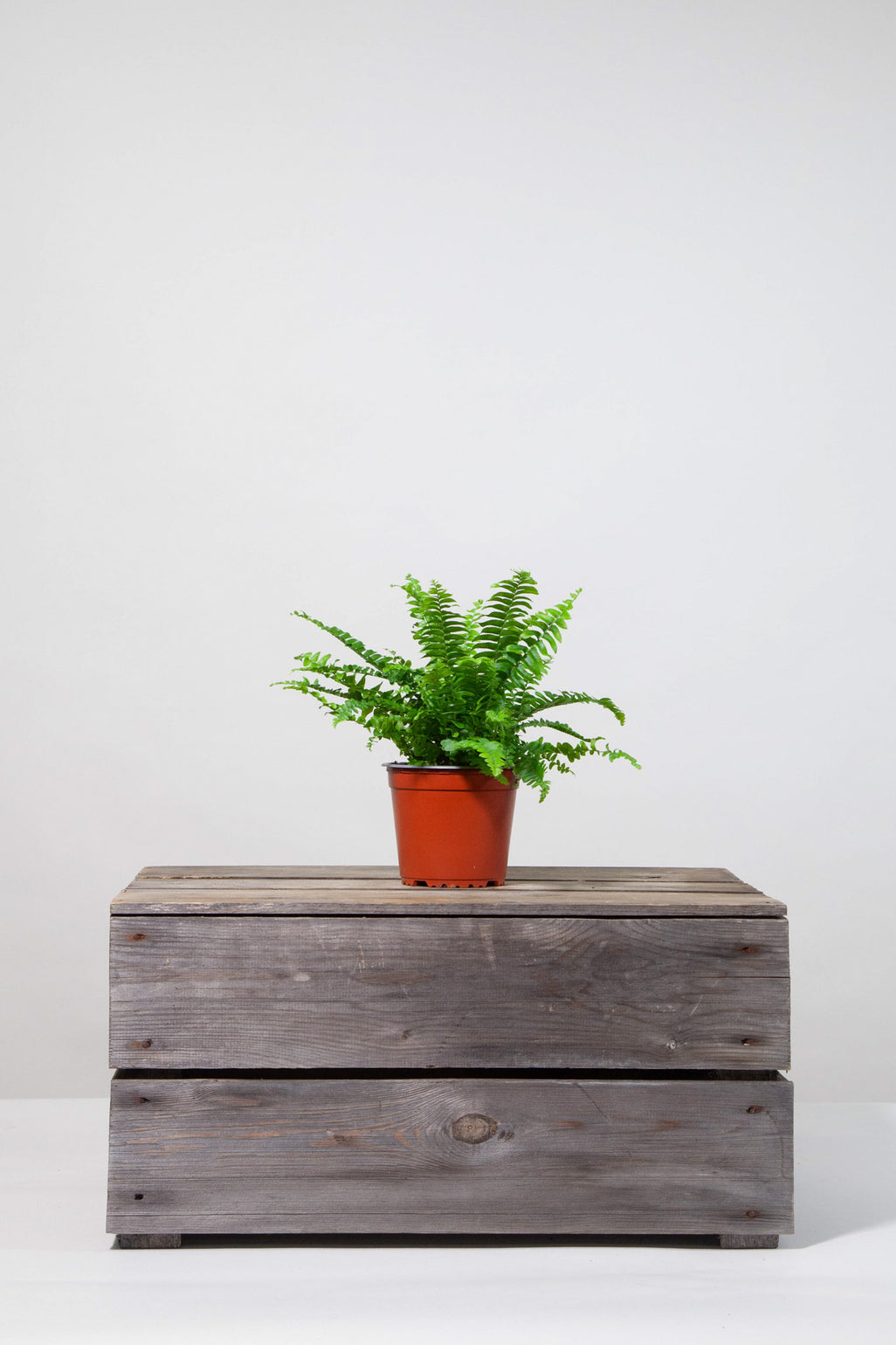 files/IndoorPlants-StudioShots13.11.2023-017.jpg